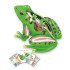 개구리해부모형