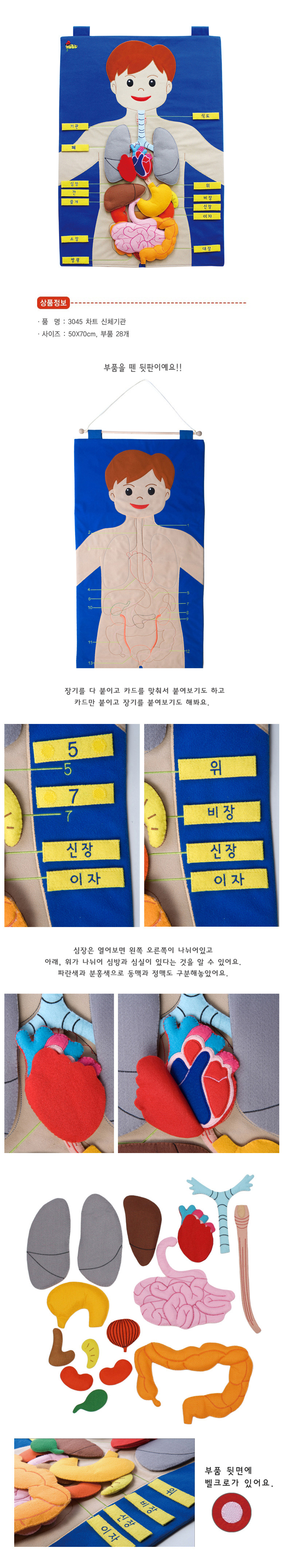 신체기관_한글_3045_차트_상세1.jpg
