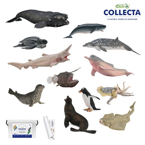 컬렉타교육세트베스트해양확장12종