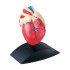 인체모형-심장(1:1사이즈)