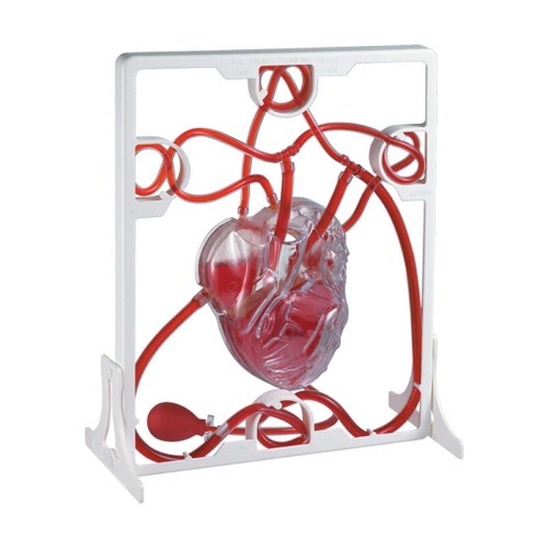 인체모형-펌핑심장